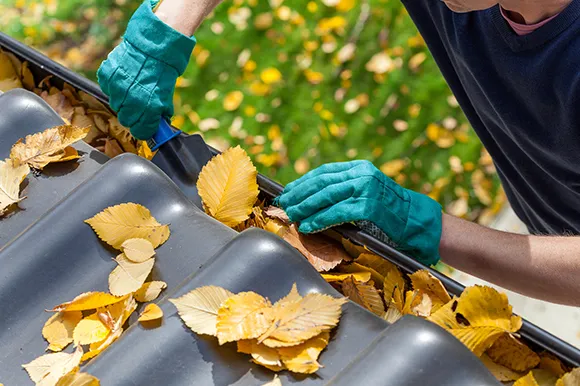 Gloved hands removing yellow leaves from a residential gutter during cleaning service in Taunton, MA.